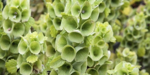 Irska zvončića (molucella): uzgoj iz sjemena, sadnja i njega